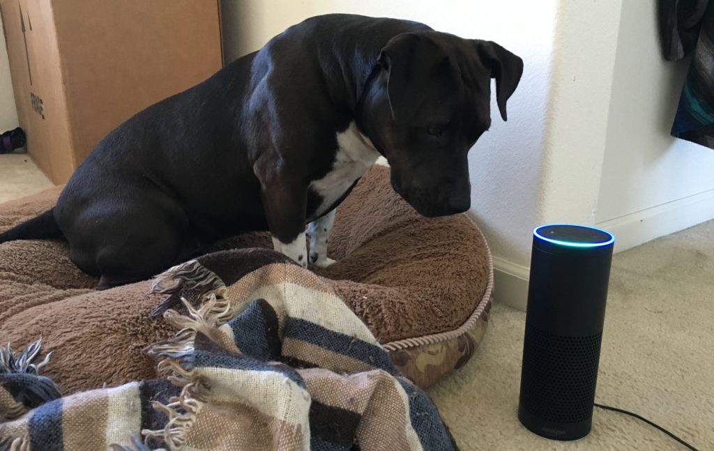 Image result for dog and amazon echo
